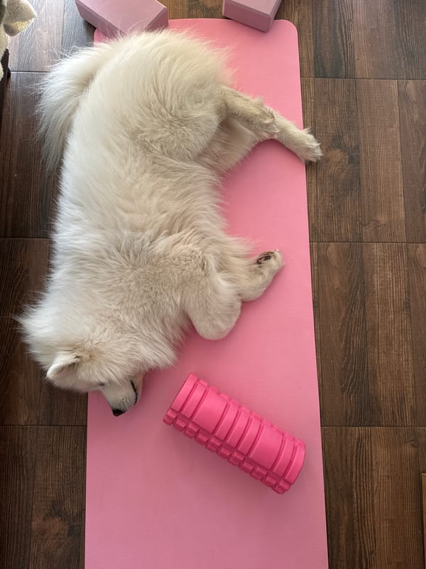 White dog rests on pink yoga mat in Montenegro