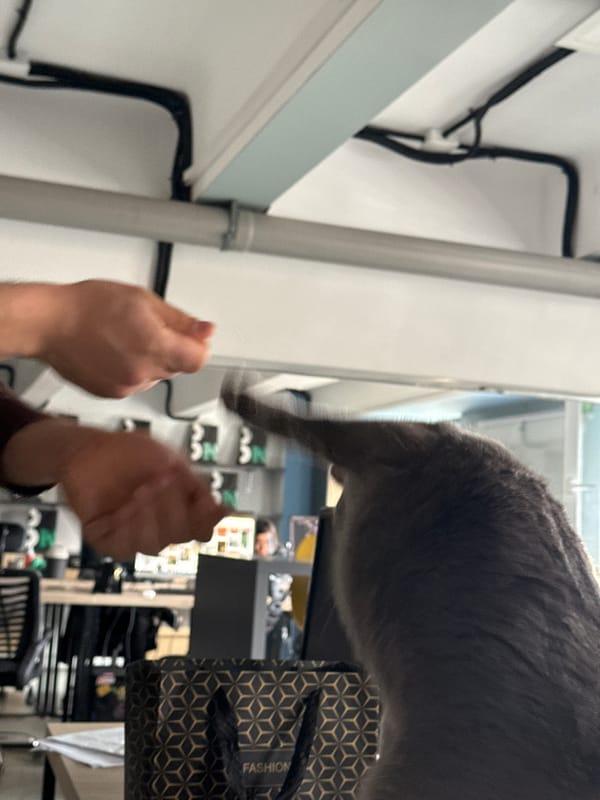 Gray cat plays in Yerevan office space