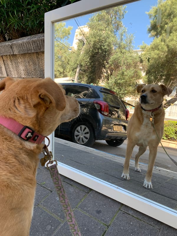 Tel Aviv street scenes feature dog, outdoor dining, urban life
