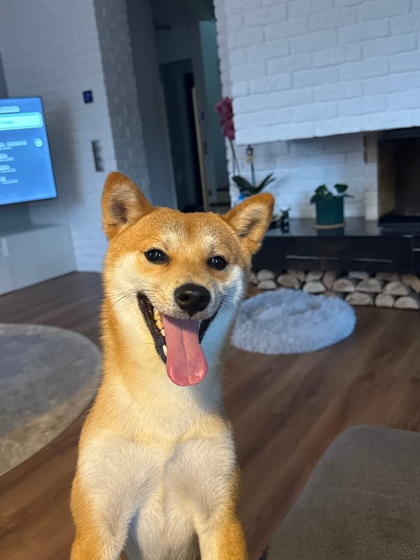 Shiba Inu plays with boy in Latvia home