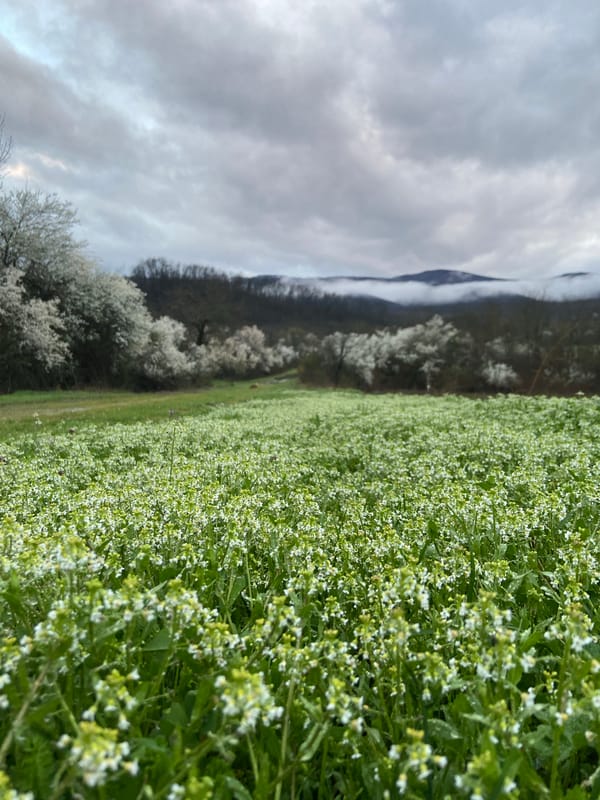 Spring blooms and flooding documented in Mindia, Bulgaria