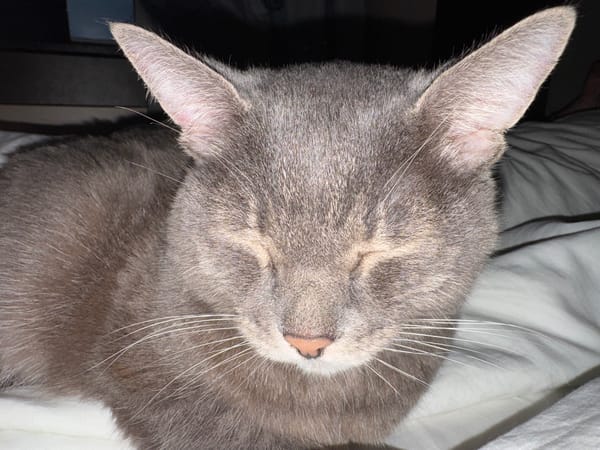 Pet owner documents cats, hamster, rabbit at Solikamsk home