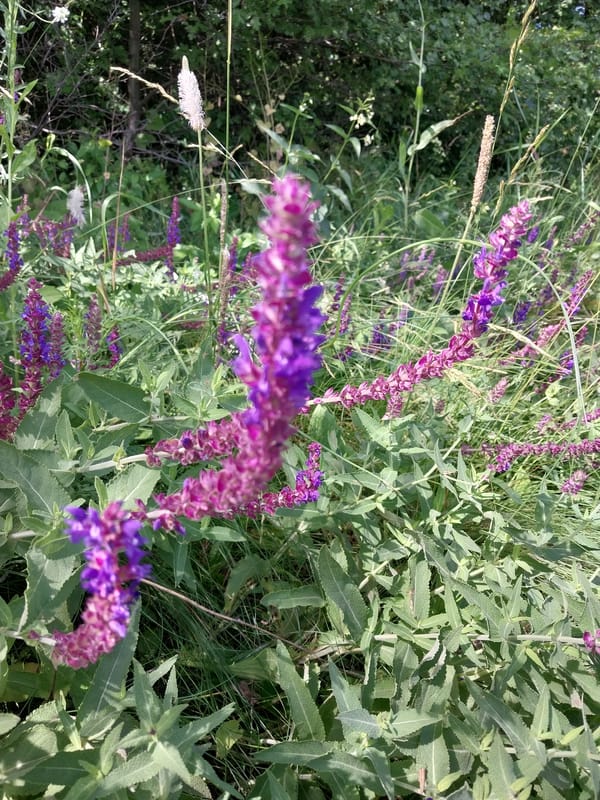 Morning wildflower documentation across Dnipro's natural areas