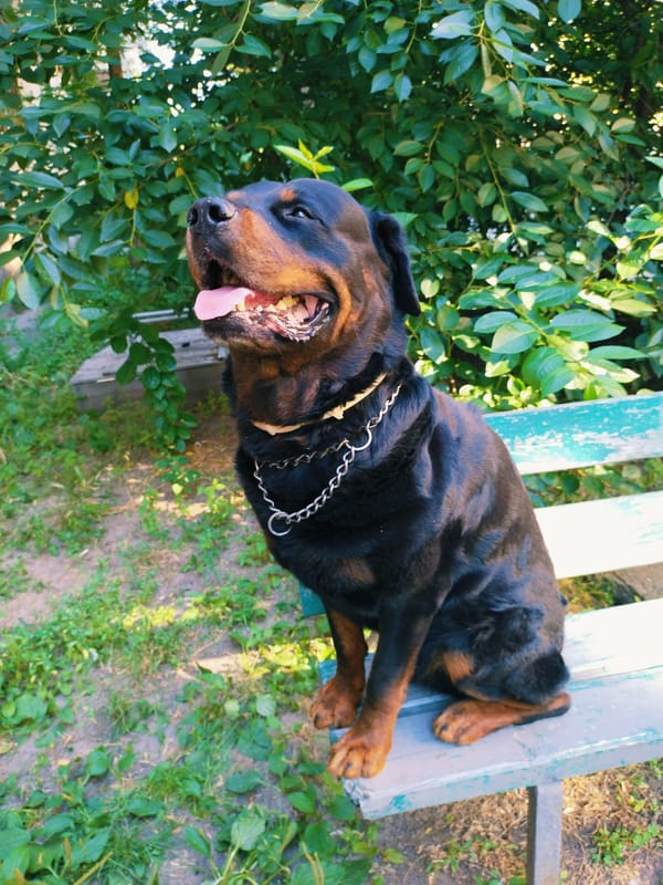 Rottweiler, garden flowers, and street nature in Horishni Plavni