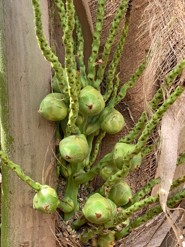 Young coconuts cluster on flowering stalks in Ikorodu, Nigeria