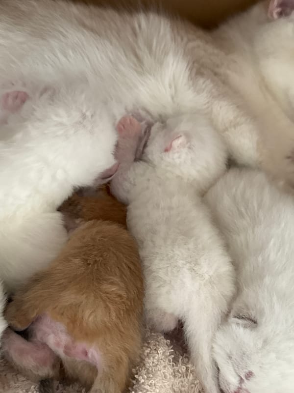 Close-up cat and kitten photos from a home in Yurukovo