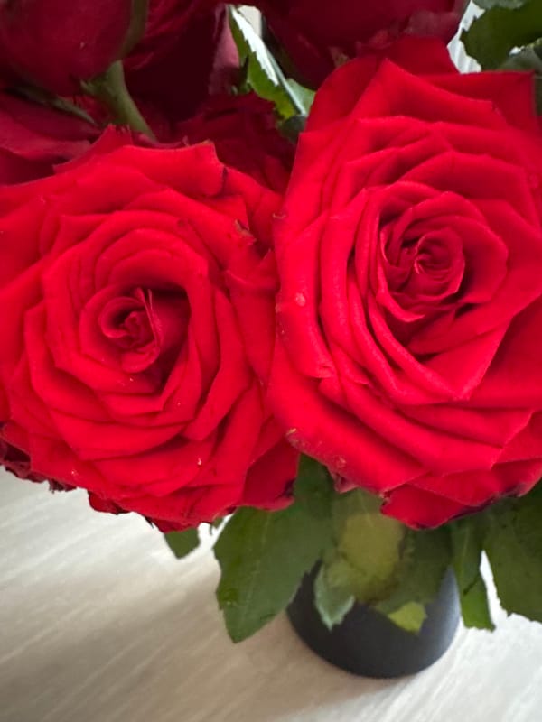 Red roses in a black vase, Kathu