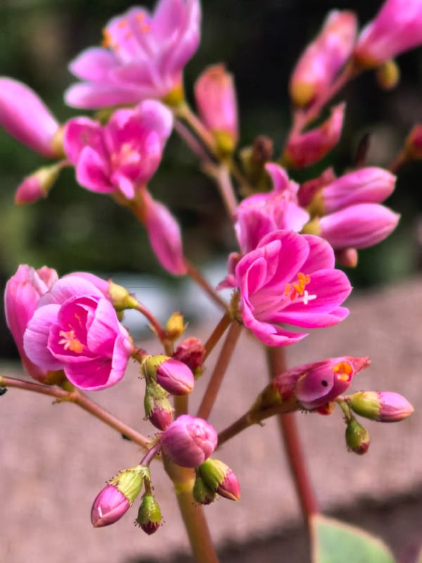 Macro garden photography spanning lilies, lavender, and more.