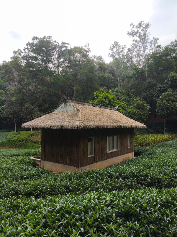 Traditional bamboo hut spotted in Longgang District tea fields