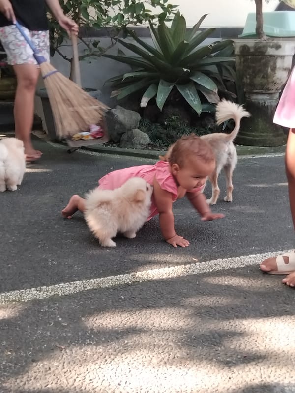 Toddler in pink dress plays with two fluffy dogs outdoors