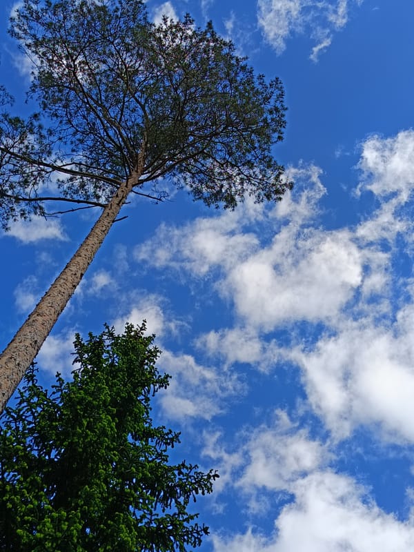 Spring blooms documented in Vishnovka forest and gardens