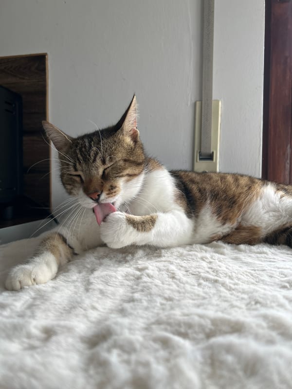 Cat grooming captured indoors in Heilbronn, Germany