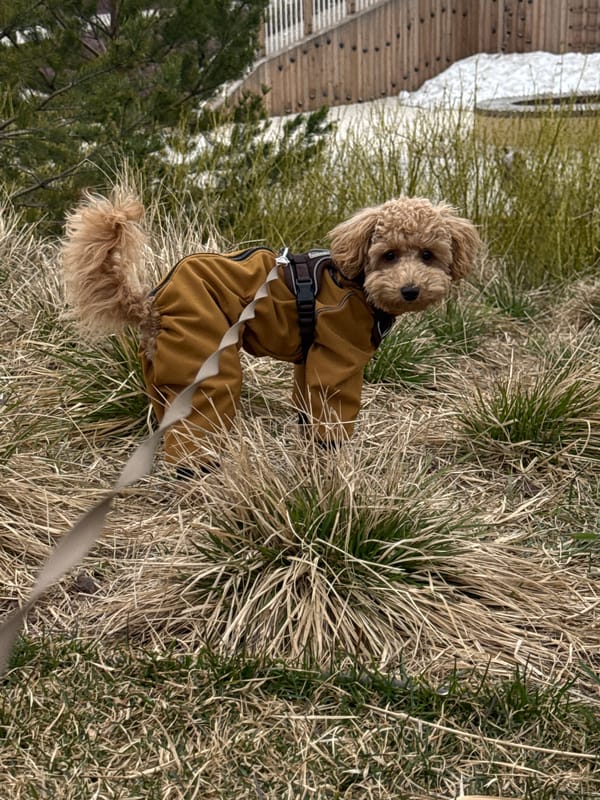 Dressed poodle spotted in jumpsuit in Pervomaysky, Russia