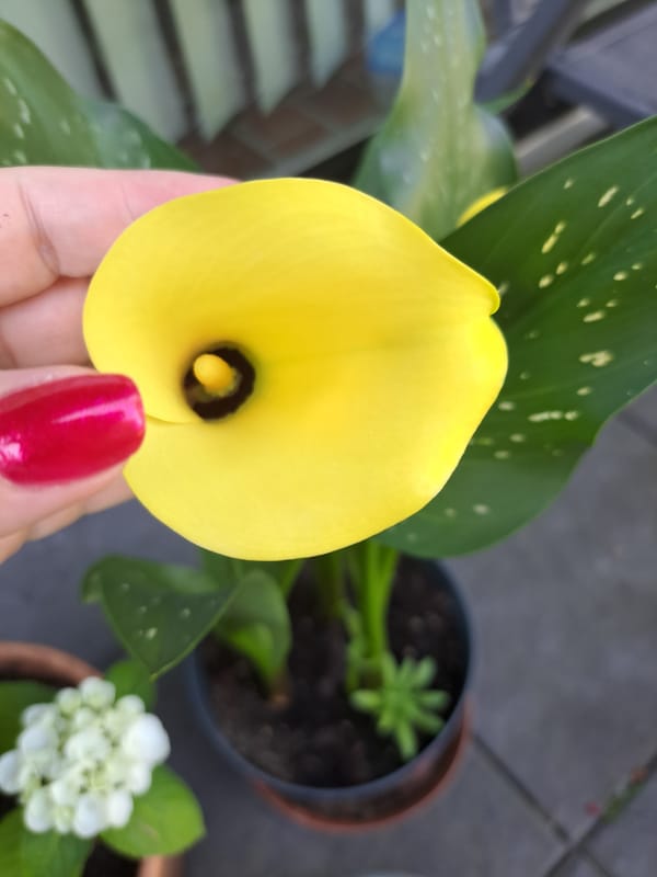 Morning spent with potted flowers, drinks, and small everyday details