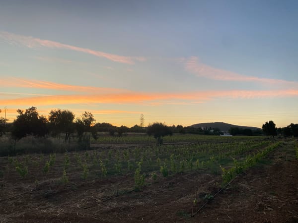 Evening documentation captures rural and indoor life in Olhão