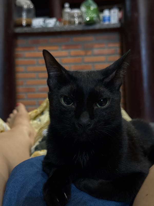 Black cat sits on person's lap in Mũi Né