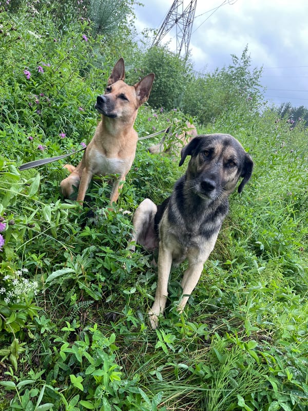 Dogs roam rain-soaked forest trails near Nizhny Tagil