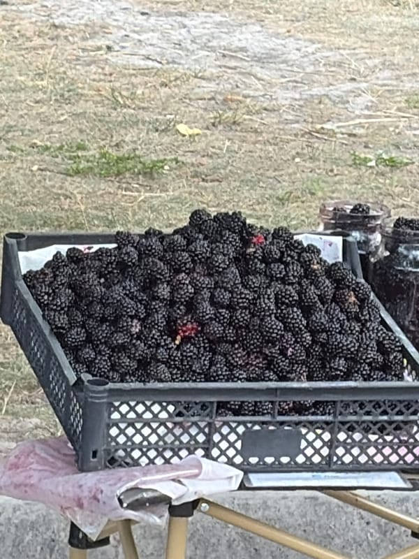 Lazy afternoon in a park and market, chess and berries