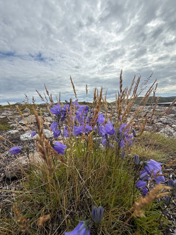 Exploring Teriberka's Arctic coastline, tundra, and wildflowers