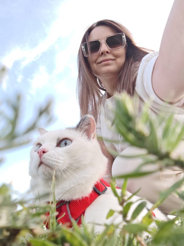 Cat on a leash enjoys some outdoor time
