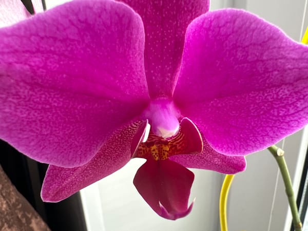 Close-up houseplant and orchid photos from a Podolsk home