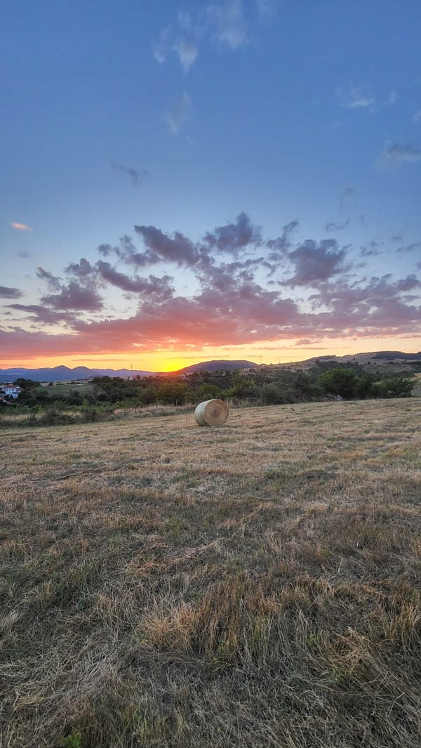 Golden hour in a Bulgarian field, hay bales and a loose dog
