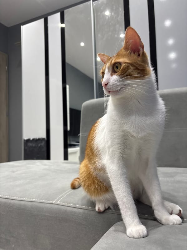 Orange cat photographed on gray sofa in Pleven home