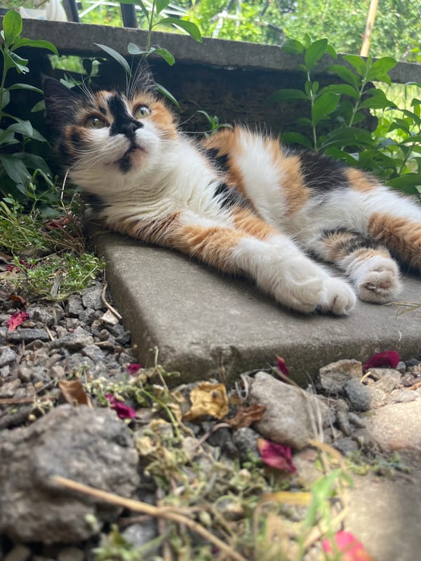 Garden walkabout with cats, blooms, fruit trees, and a stew