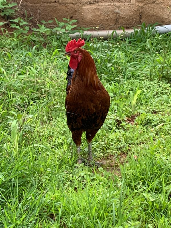 Chickens and a resting figure in a Jos backyard