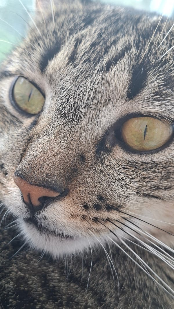 Tabby cat photographed lounging on windowsill in rural Belarus