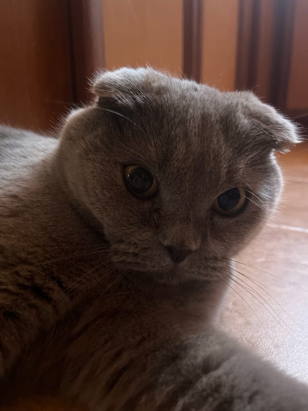 Scottish Fold cat and morning coffee in Pazardzhik