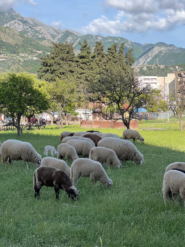 Sheep flock grazes in meadow near Bar, Montenegro