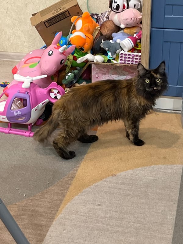 Tortoiseshell cat documented in Tyumen home over one hour