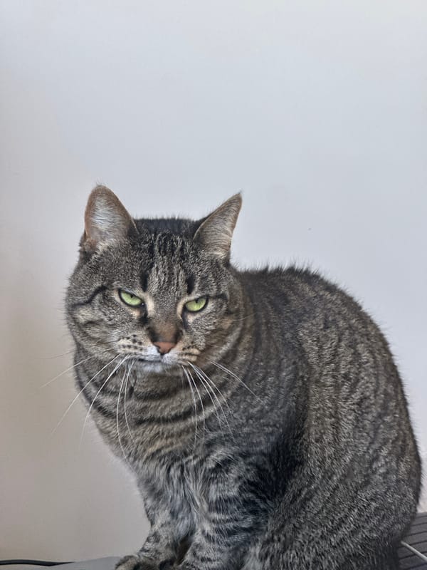 Tabby cat photographed in Châtenay-Malabry, France