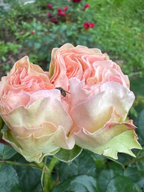 Rose garden morning in Steklyannyi, with a side of breakfast
