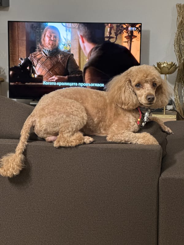 Poodle rests on couch while TV plays in Greek home