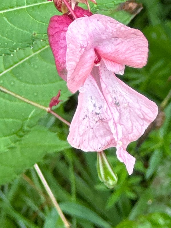Post-rain garden in Podolsk, flowers and foliage up close