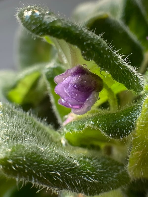 Detailed macro photography session captures houseplant collection over 23 minutes