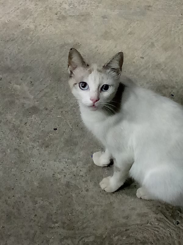 Cat spotted on concrete in El Dátil, Venezuela