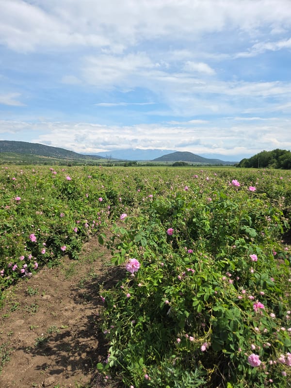 Pink rose fields bloom in Ivan Vazovo, Bulgaria