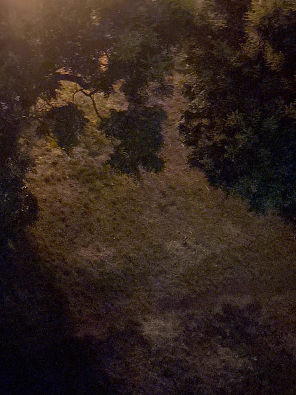 Ducks, construction, and evening scenes across one afternoon