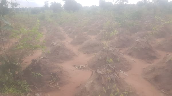 Mixed crop farming in Wukari, Nigeria, mid-season
