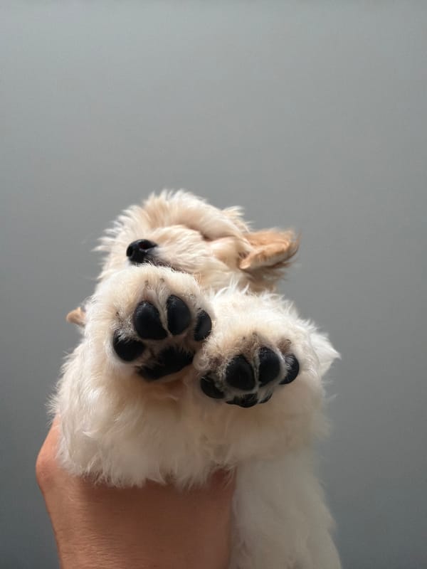 Puppy photo session documented overnight in Chaikovsky, Russia