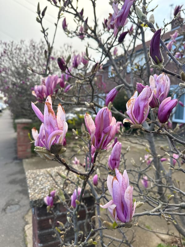 Spring blooms and dramatic sunset captured in Gorleston-on-Sea