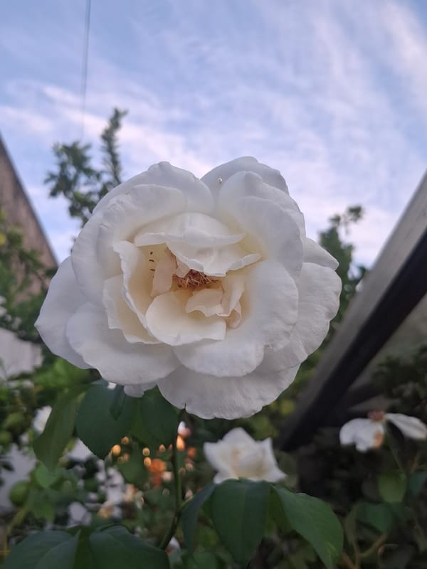 Evening life documented across Argentine neighborhoods: cooking, cats, flowers