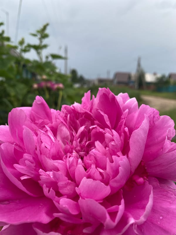 Garden life in Zelenodol'sk after the rain
