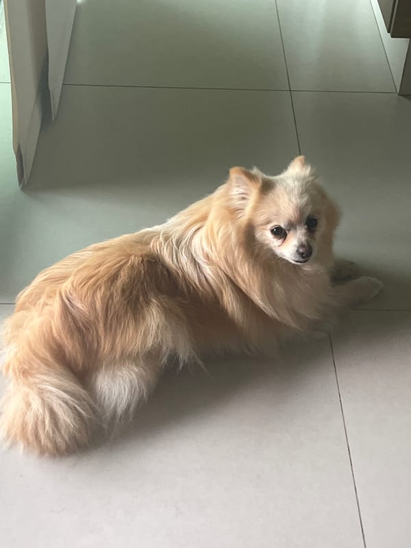 Dog rests on tiled floor in indoor setting