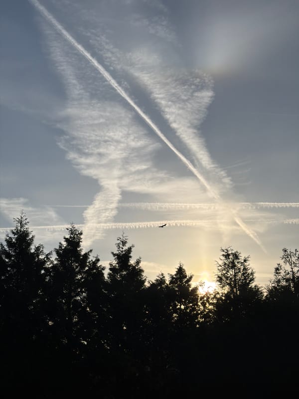 Dawn observations in Esch-sur-Alzette capture sky, trees, urban wildlife