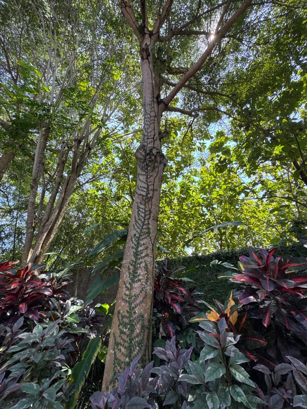 Witness documents home décor and rain-touched plants in Jimbaran
