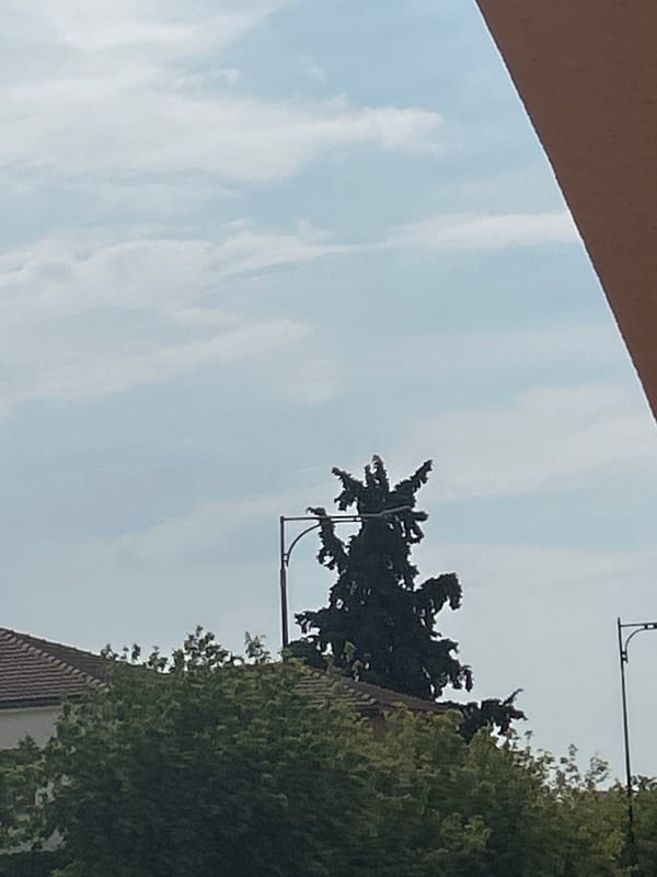 A lazy afternoon in Thessaloniki — trees, clouds, and a cat.